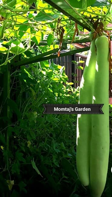 Organic Bottle Gourd Calabash Lau high yielding variety - 7 Seeds product image