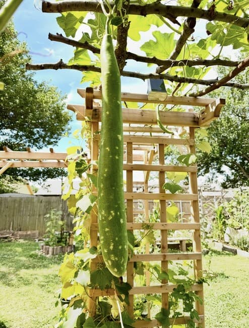 25pcs Organic Long Bottle Gourd Seeds - Non-GMO Calabash Gourd Seeds product image