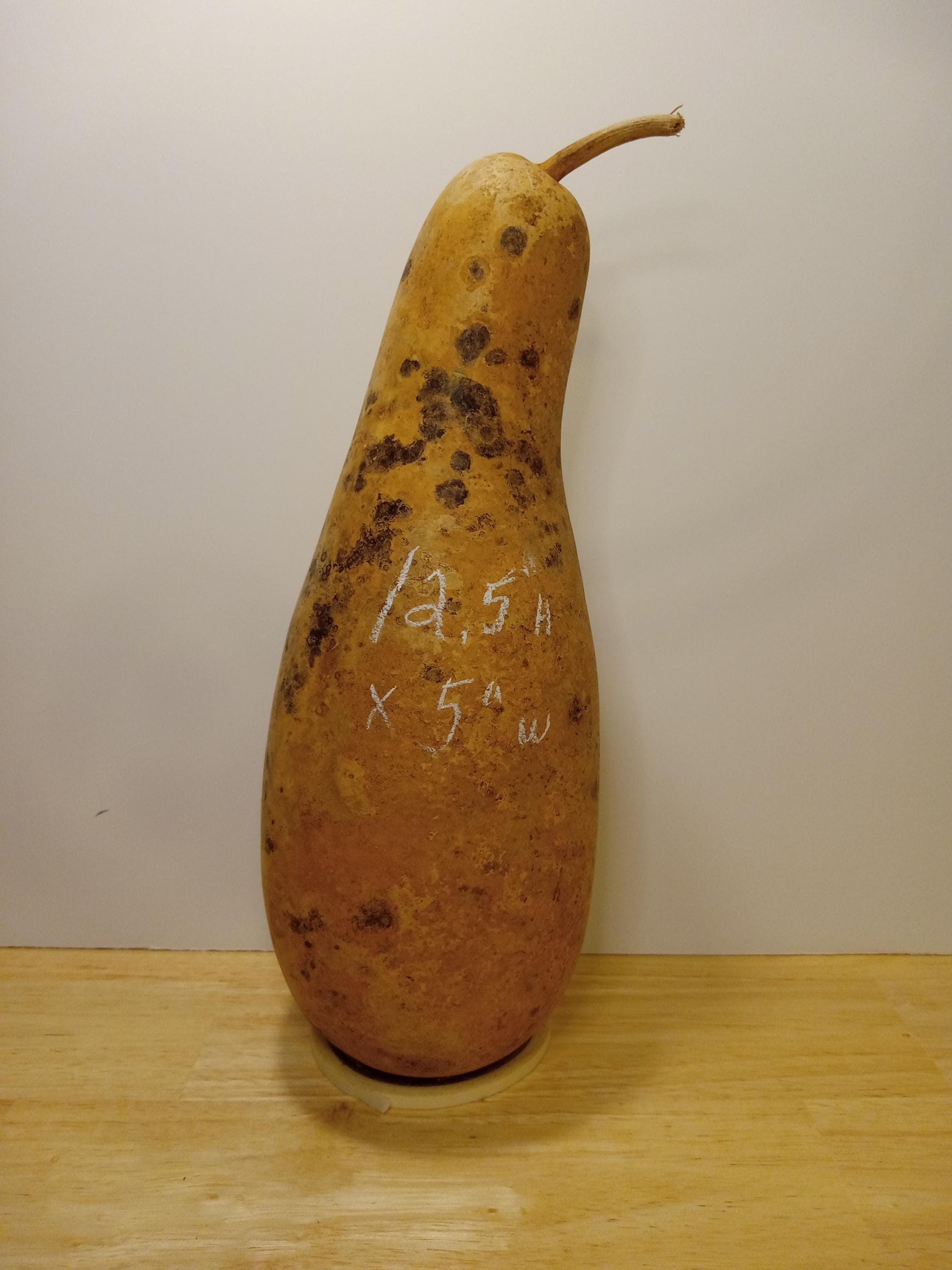 Tall Body Gourds,Gourds,Dried Gourds,Gourds for Crafting,Gourd Crafts,Natural Gourds,Hard Shell Gourds,Gourd Art,Gourd Craft Supplies product image